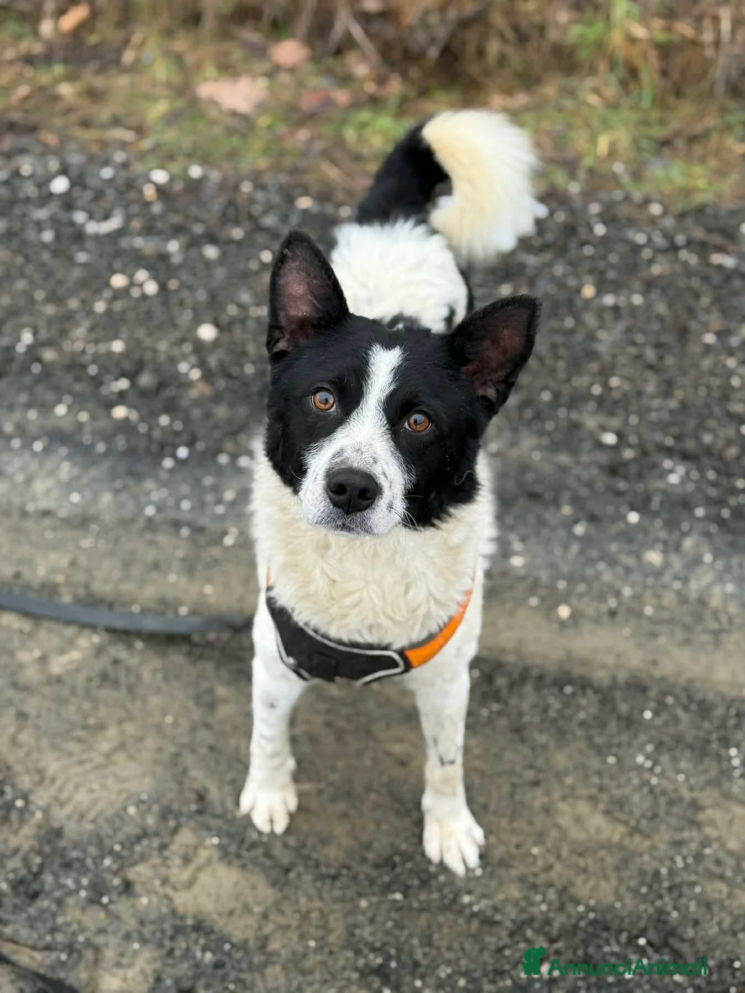 Meticcio cani in regalo: WEST, timido nanetto cerca famiglia! - Annuncio 5