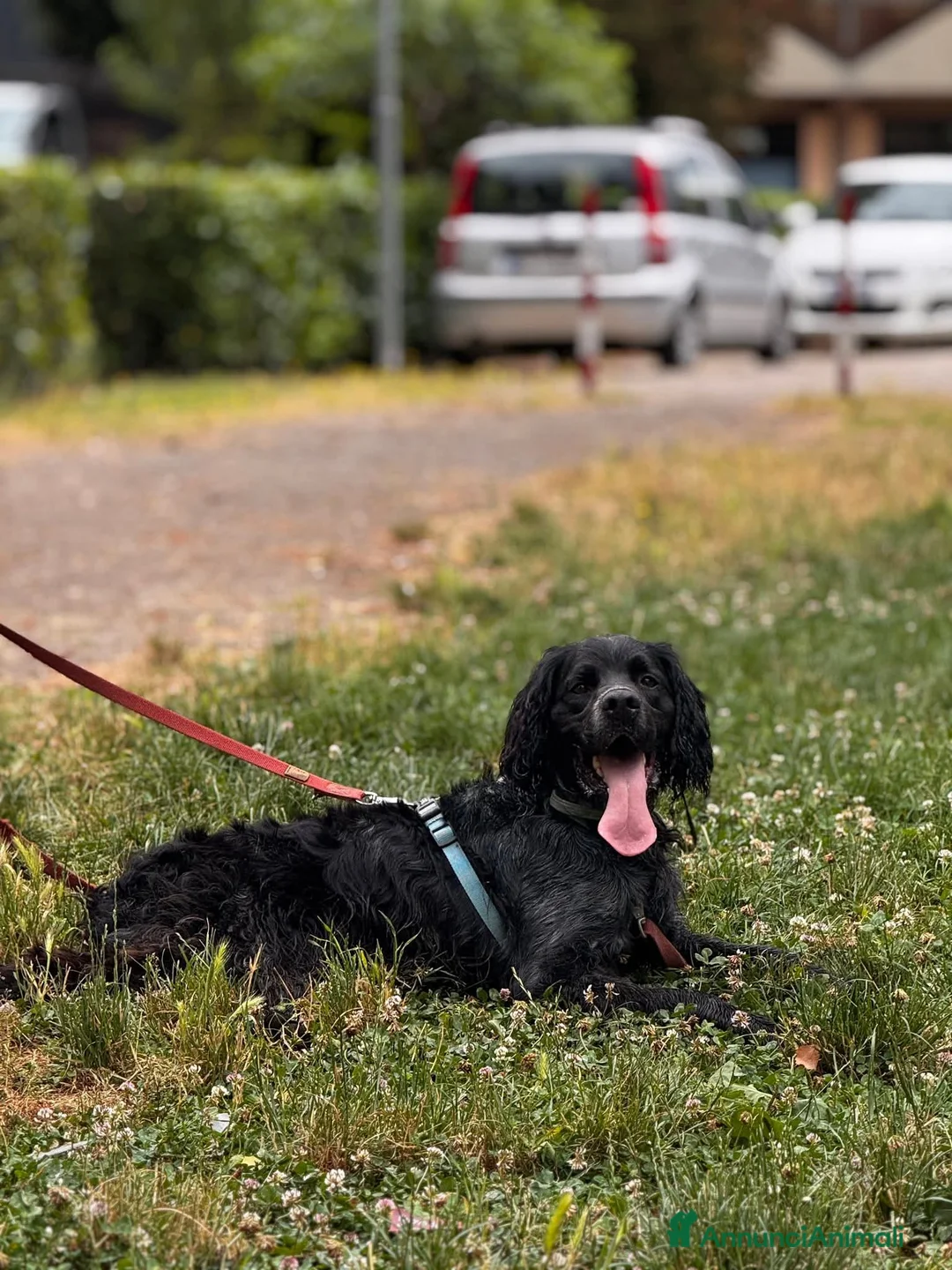 Meticcio cani in regalo: Biondo cerca casa  - Annuncio 2