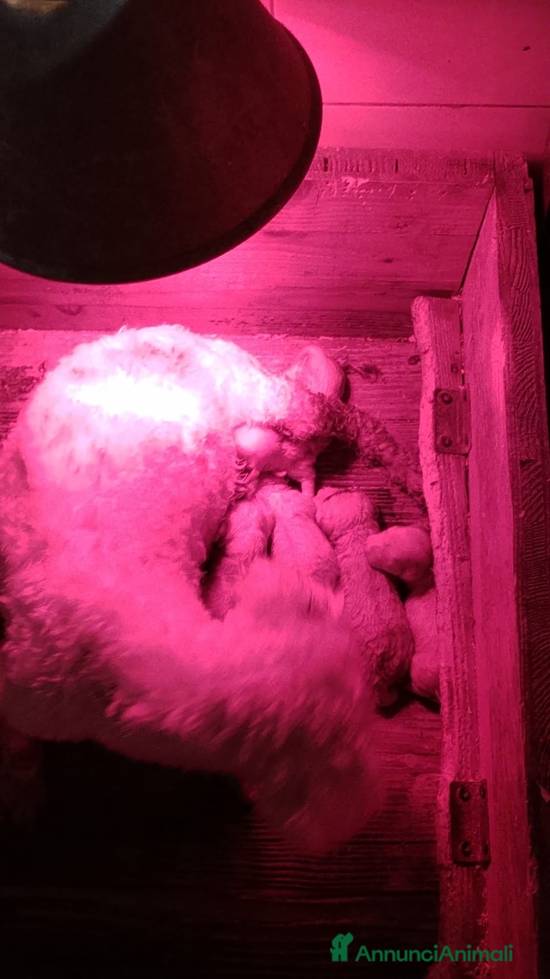 Bichon cani Bichon a pòil frisè - Annuncio 1