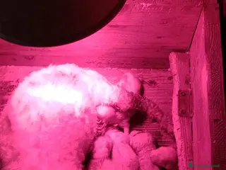 Bichon cani Bichon a pòil frisè - Annuncio 1