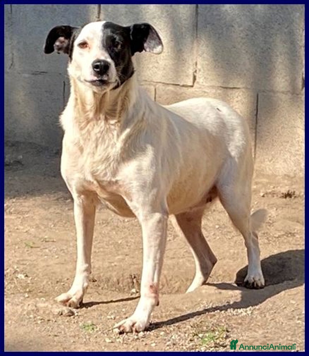 Meticcio cani in regalo: MASCIA bella e particolare!Timidina tg mediopicc. - Annuncio 2