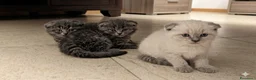 Scottish gatti in vendita: Cuccioli scottish fold - Annuncio 16