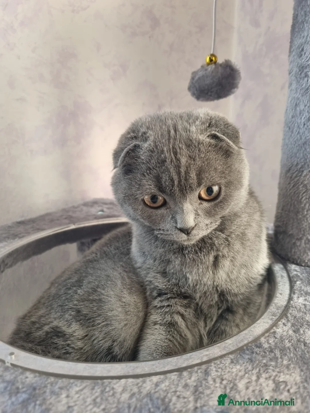 Scottish gatti per accoppiamento: CERCO FIDANZATO BRITISCH a Provincia di Piacenza - Annuncio 9