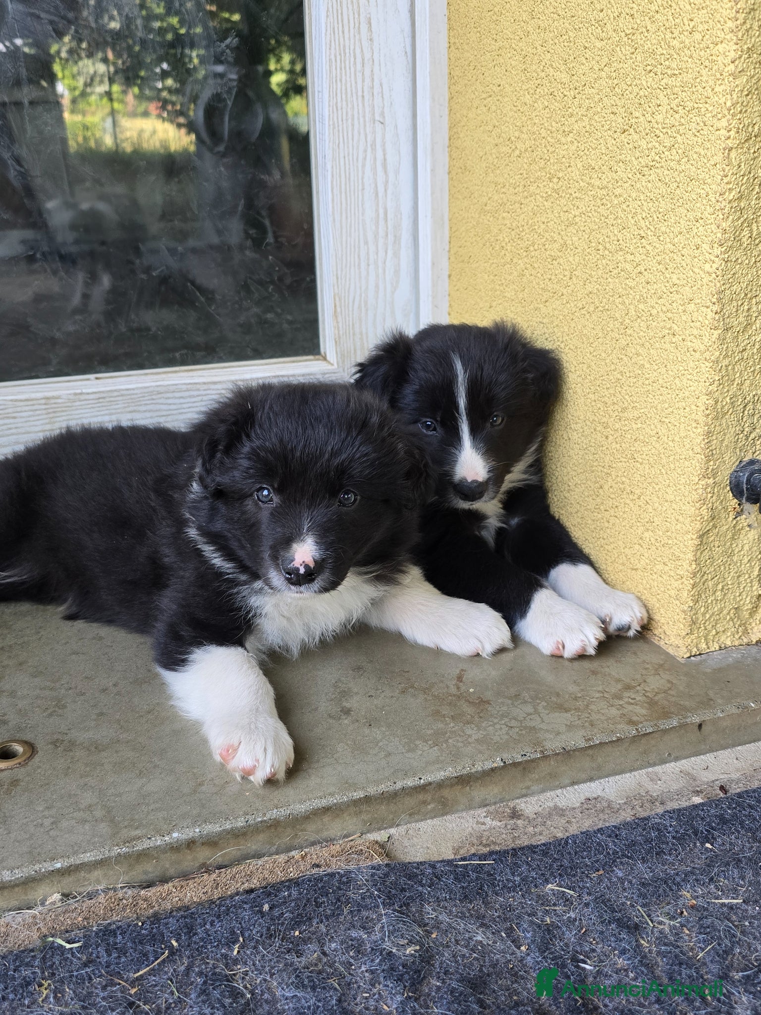 Border Collie cani Cuccioli di Border Collie - Annuncio 1