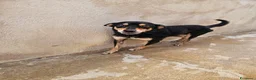 Pinscher Tedesco cani in regalo: Philips: pinscherino socievole. Lo cedono  - Annuncio 9