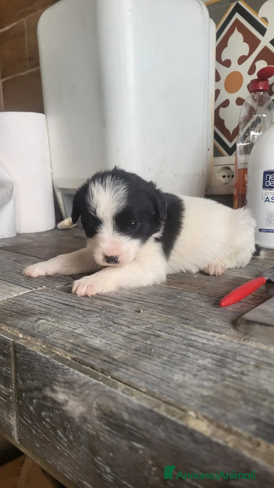 Meticcio cani in regalo: Regalo cuccioli taglia media a Libero consorzio comunale di Agrigento - Annuncio 5