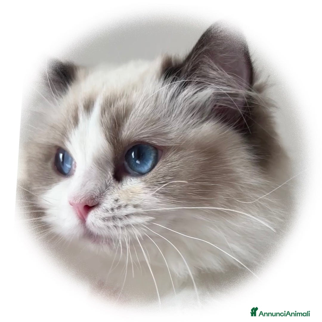 Ragdoll gatti in vendita: Cuccioli ragdoll - Annuncio 5