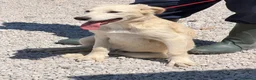 Meticcio cani in regalo: Dino cucciolo simil golden a Provincia di Treviso - Annuncio 2