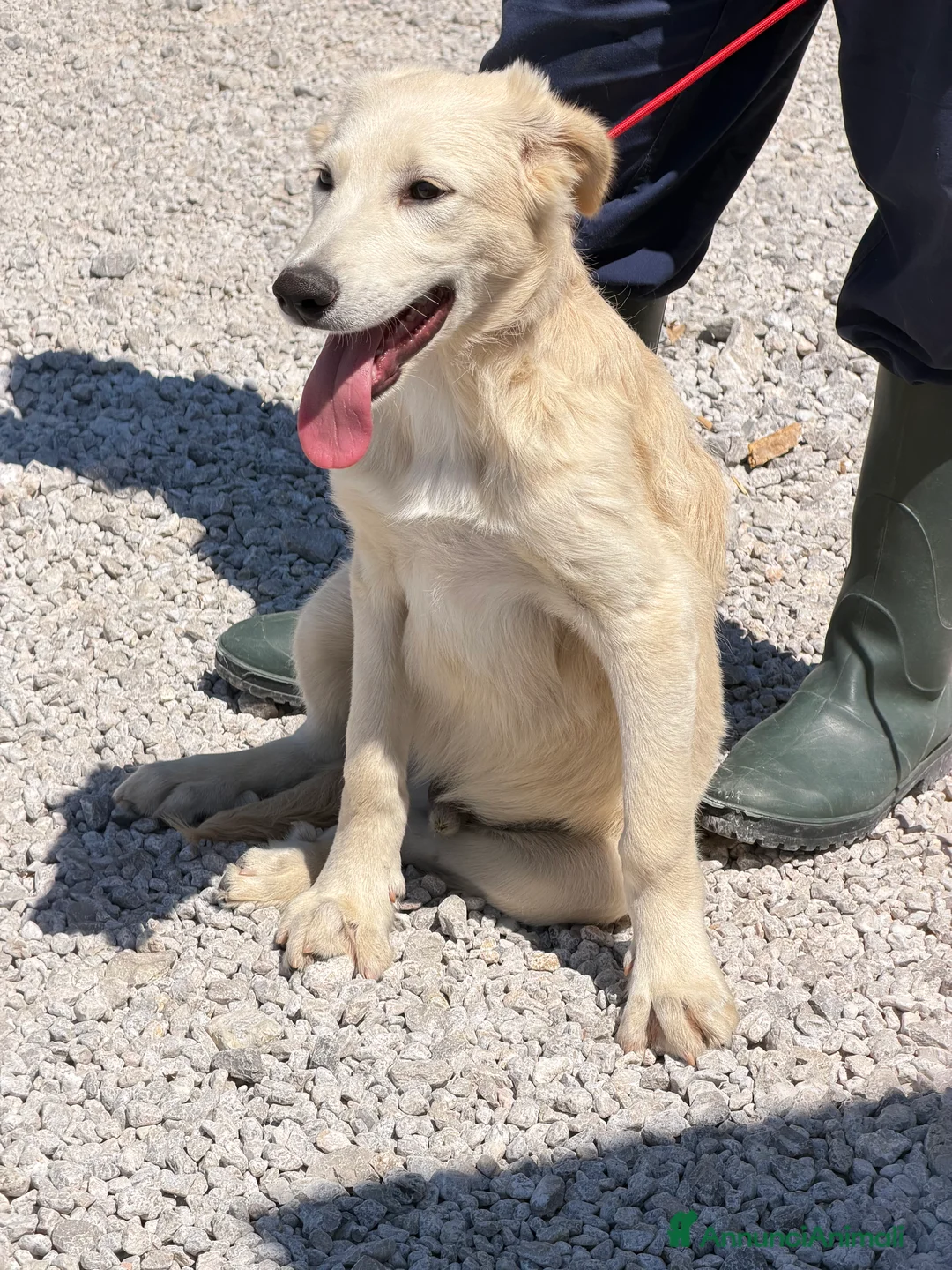 Meticcio cani in regalo: Dino cucciolo simil golden a Provincia di Treviso - Annuncio 2