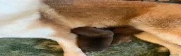 Shiba Inu cani in vendita: Shiba inu - Annuncio 2