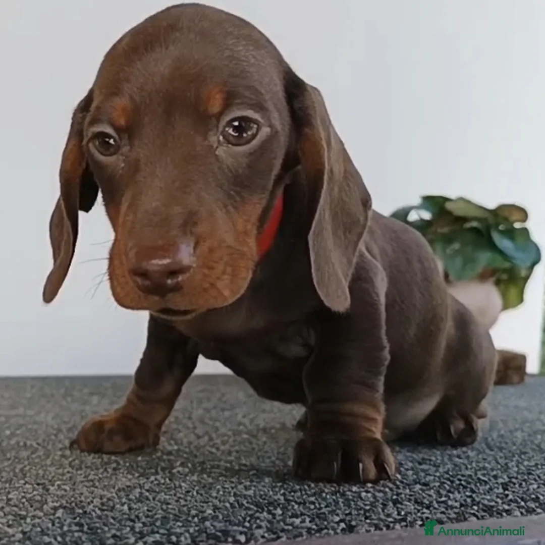 Bassotto cani in vendita: Cucciolo maschio di bassotto con Pedigree.  - Annuncio 2