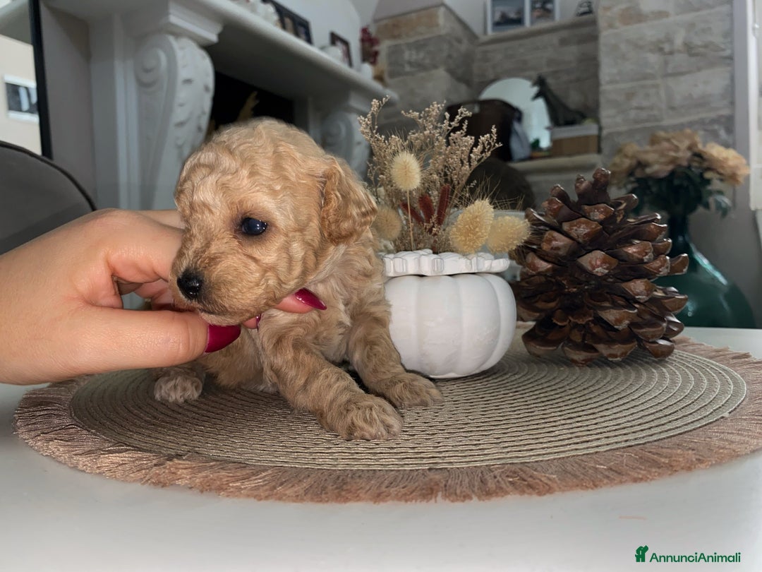 Barboncino Toy cani in vendita: Barbone toy - Annuncio 3