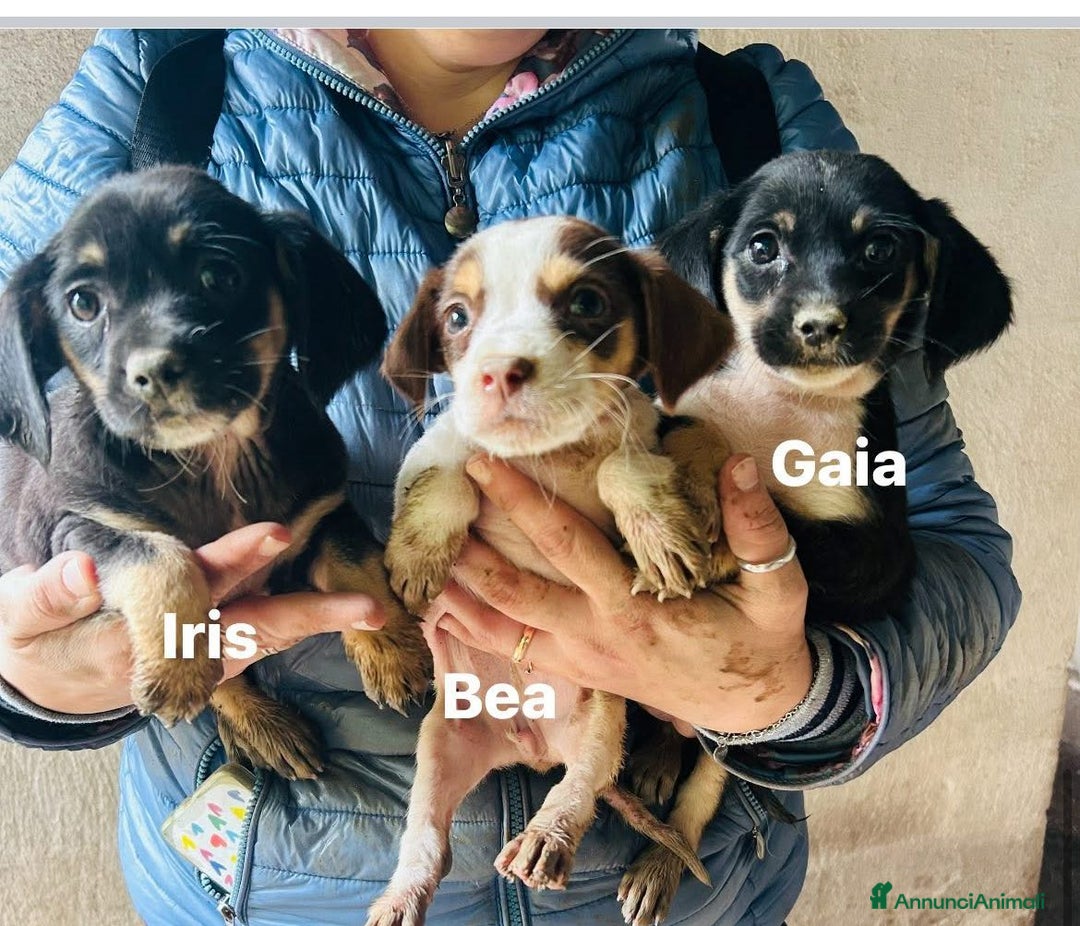 Meticcio cani in regalo: CUCCIOLE TG P - Annuncio 1