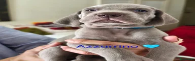 Weimaraner 2