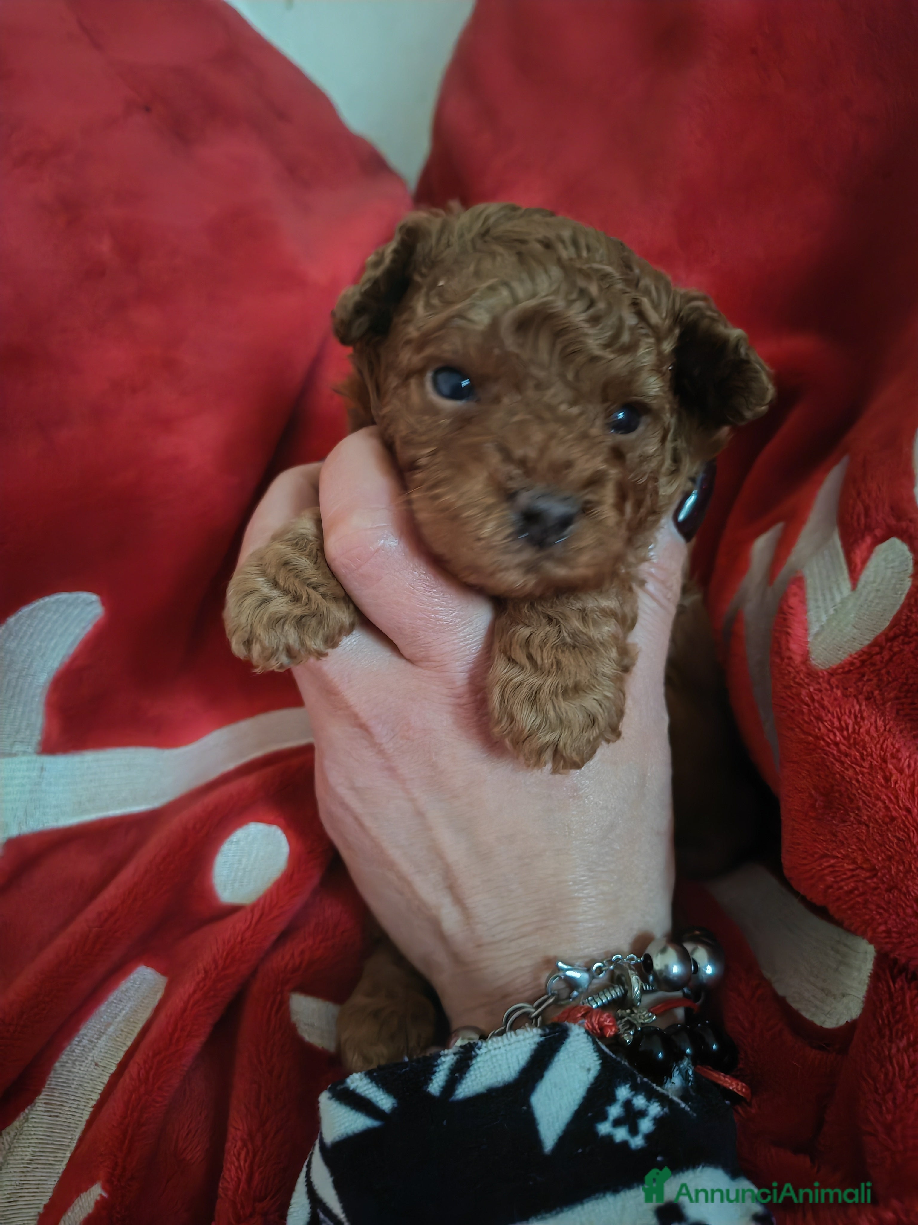 Barboncino Toy cani Barboncino red toy - Annuncio 1