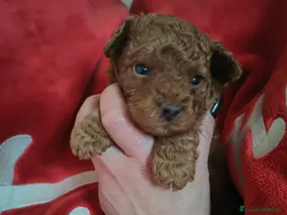 Barboncino Toy cani Barboncino red toy - Annuncio 2