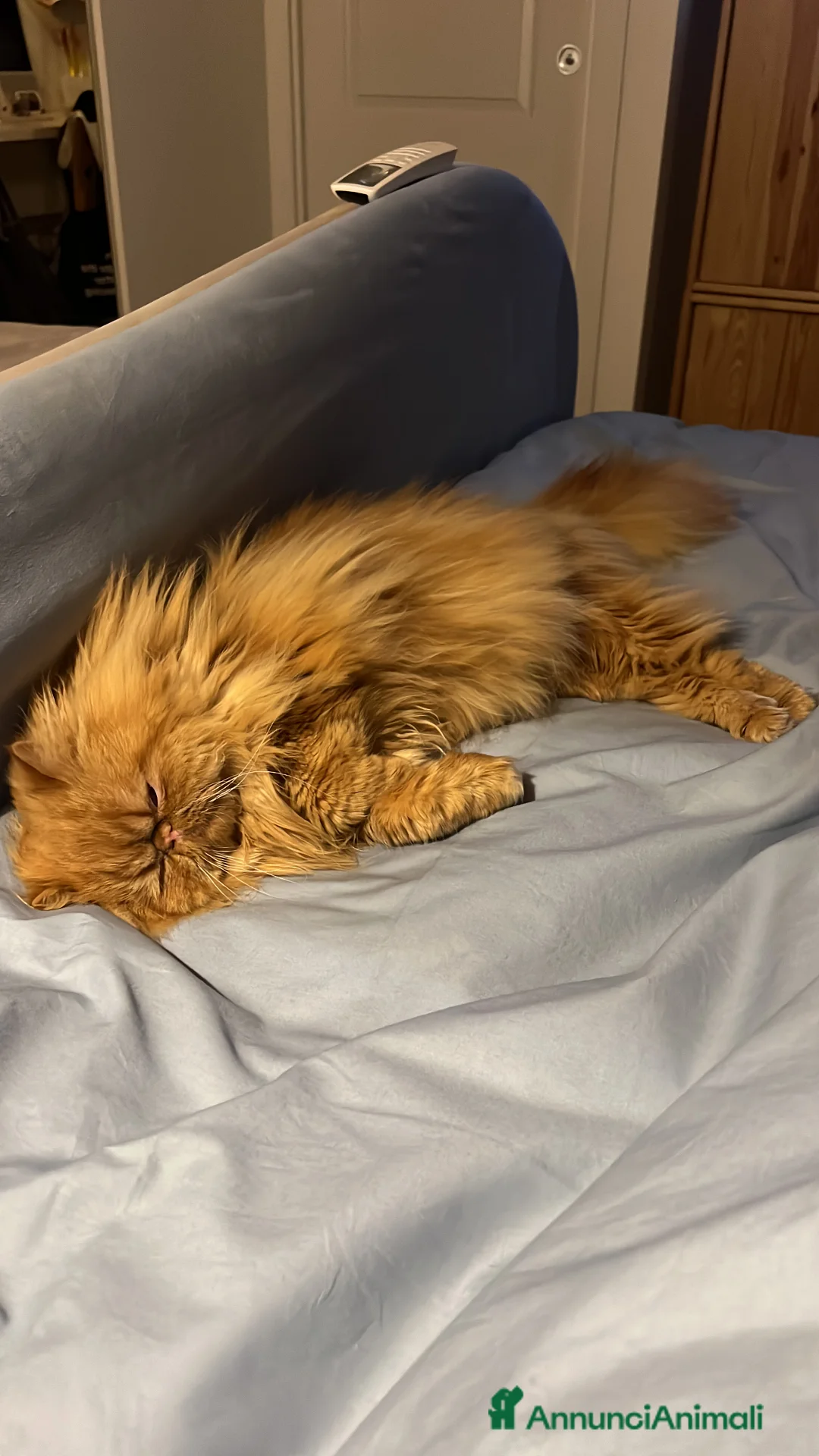 Persiano gatti per accoppiamento: Bellissimo gatto persiano disponibile per monta  - Annuncio 2