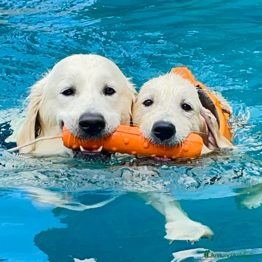 Immagine della galleria {{count}}