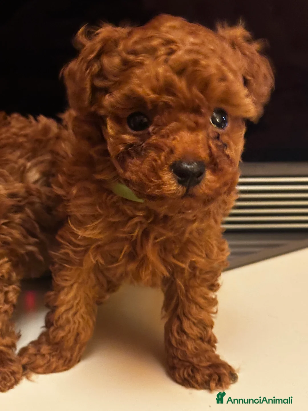 Barboncino Toy cani in vendita: Cuccioli Barbone toy color fulvo - Annuncio 2