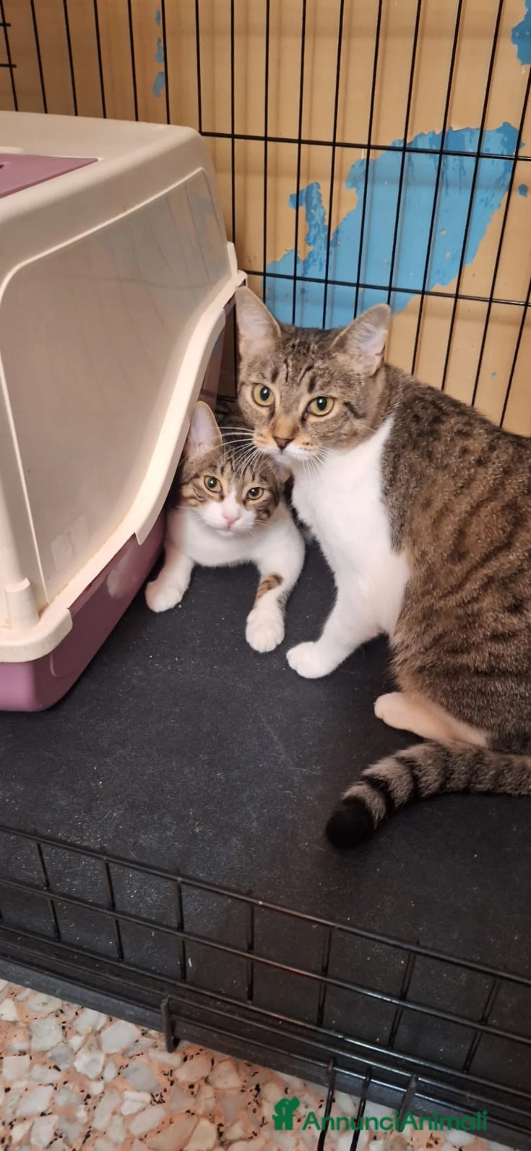 Europeo gatti in regalo: Adotta Luz, dona coccole a profusione - Annuncio 11