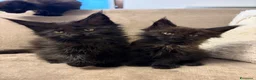 Maine Coon gatti in vendita: Maine coon con pedigree  a Provincia di Lecco - Annuncio 3