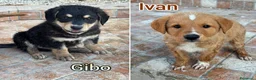 Meticcio cani in regalo: Cuccioli esclusi e soli a Città Metropolitana di Genova - Annuncio 8