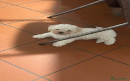 Bolognese cani in vendita: Cuccioli di Bolognese - Immagine 2