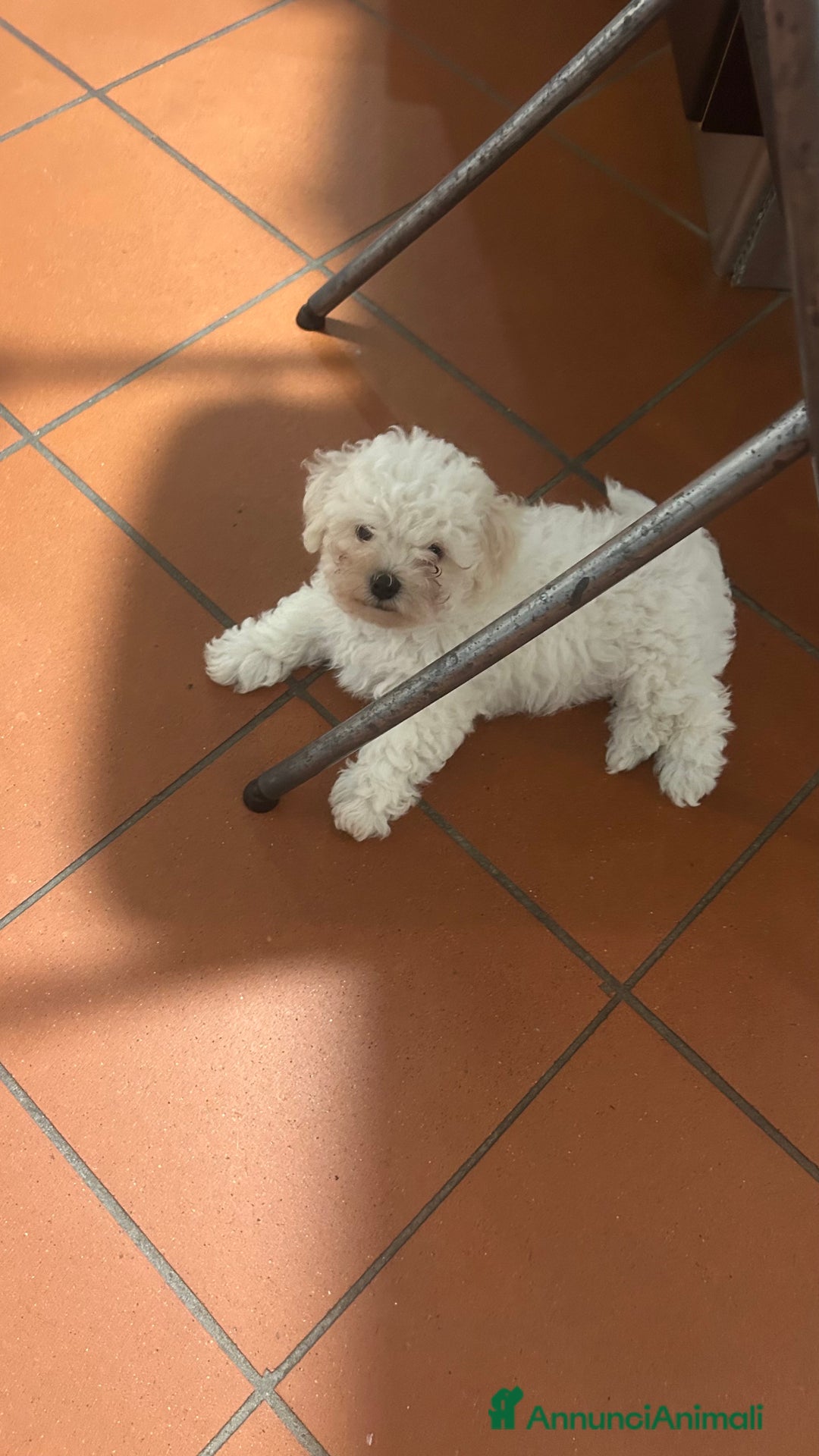 Bolognese cani in vendita: Cuccioli di Bolognese - Immagine 2