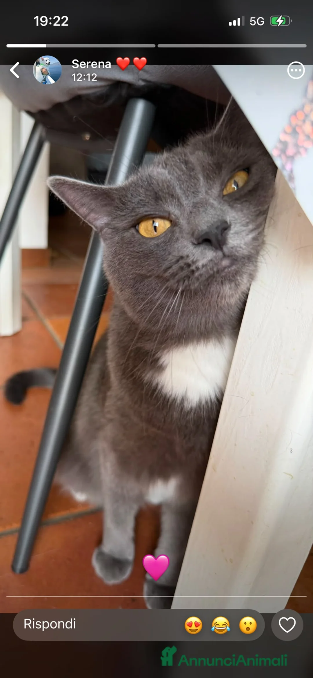 Certosino gatti in regalo: Certosino dolcissimo  - Annuncio 2