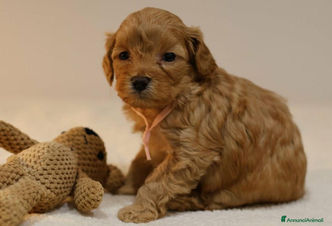 Meticcio cani in vendita: Cuccioli di F1BB Cavapoo Rosso & Crema - Annuncio 18