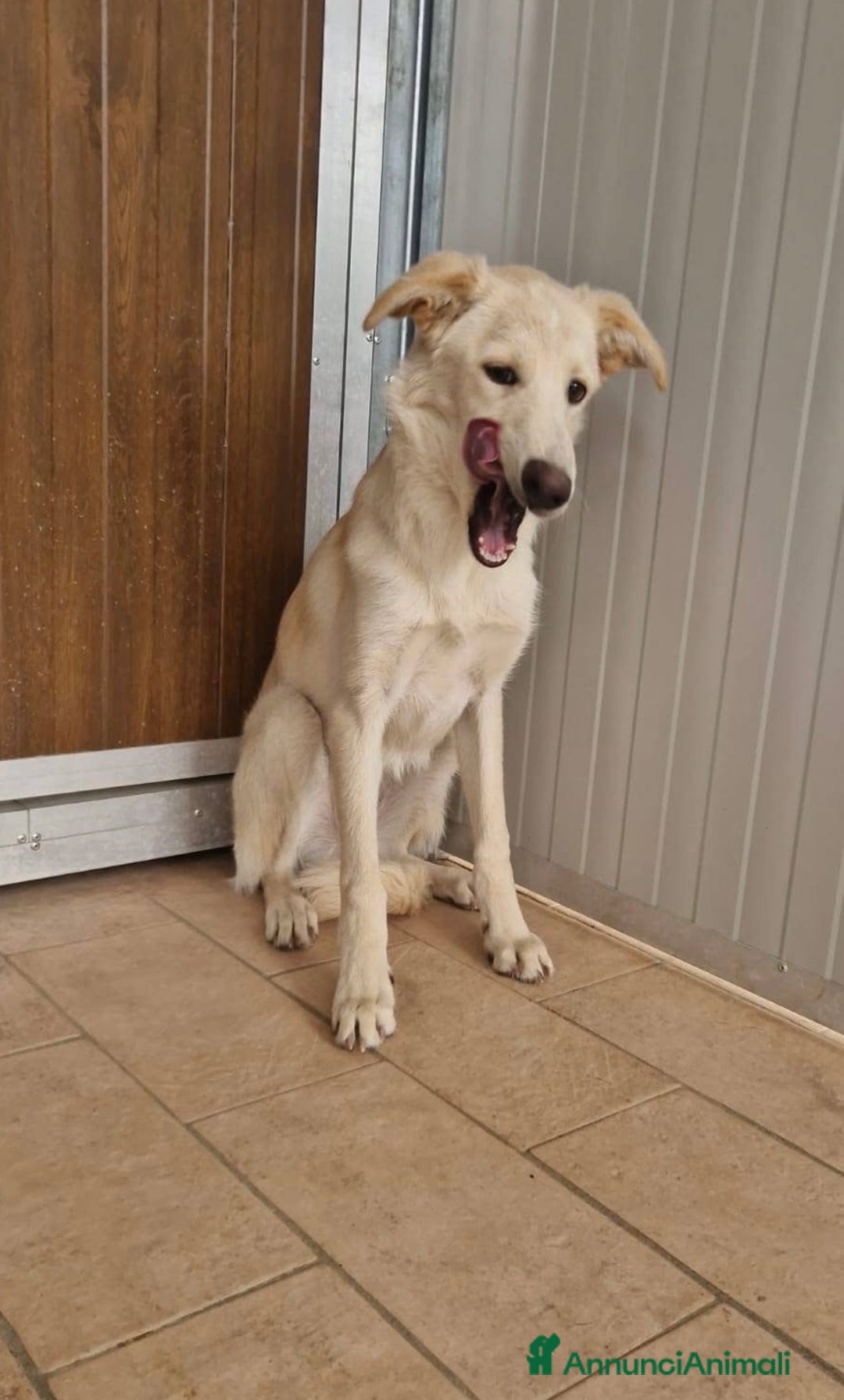 Meticcio cani in regalo: Cuccioli di 5 mesi rinchiusi in box meritano amore - Annuncio 6