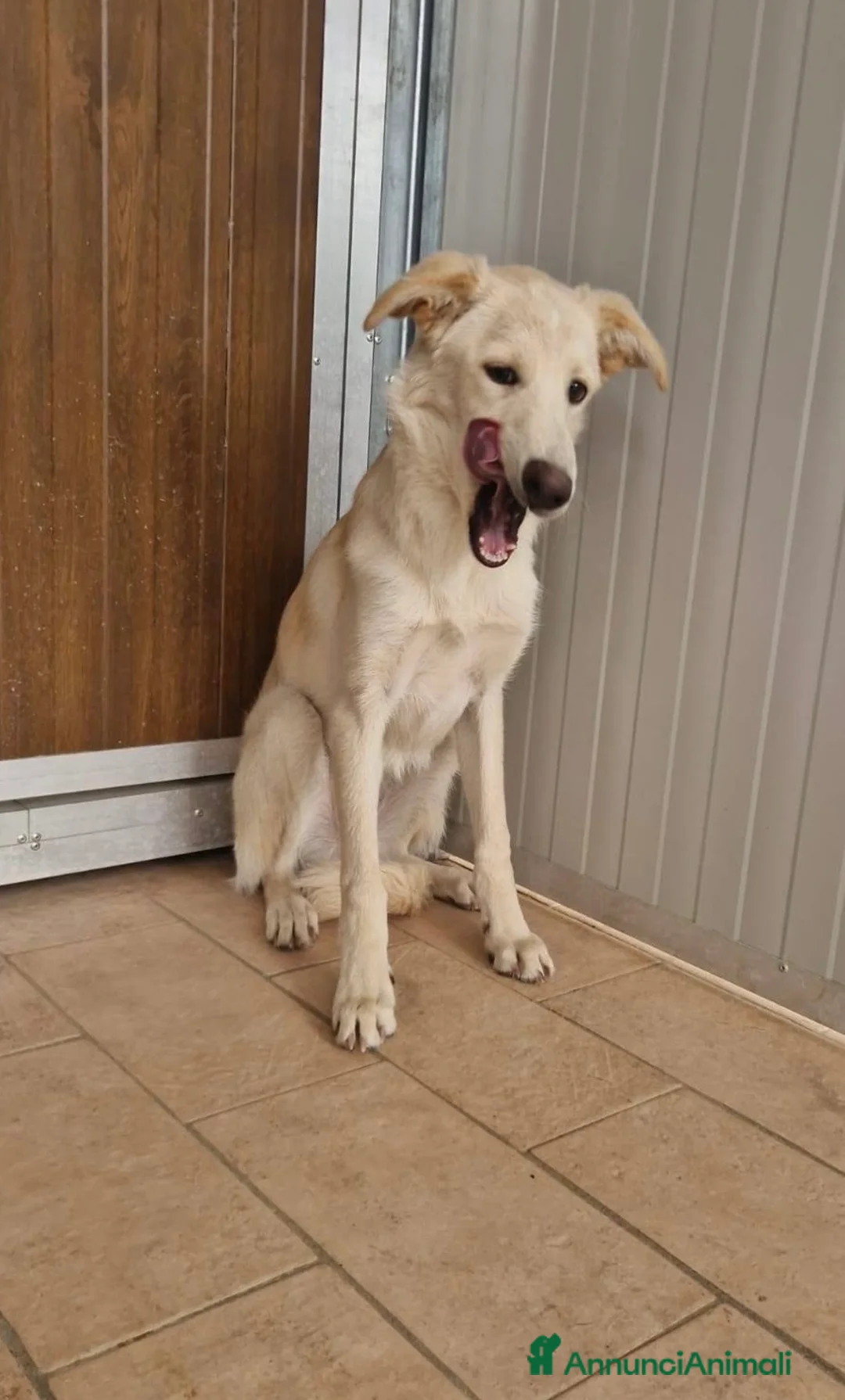 Meticcio cani in regalo: Cuccioli di 5 mesi rinchiusi in box meritano amore - Annuncio 6