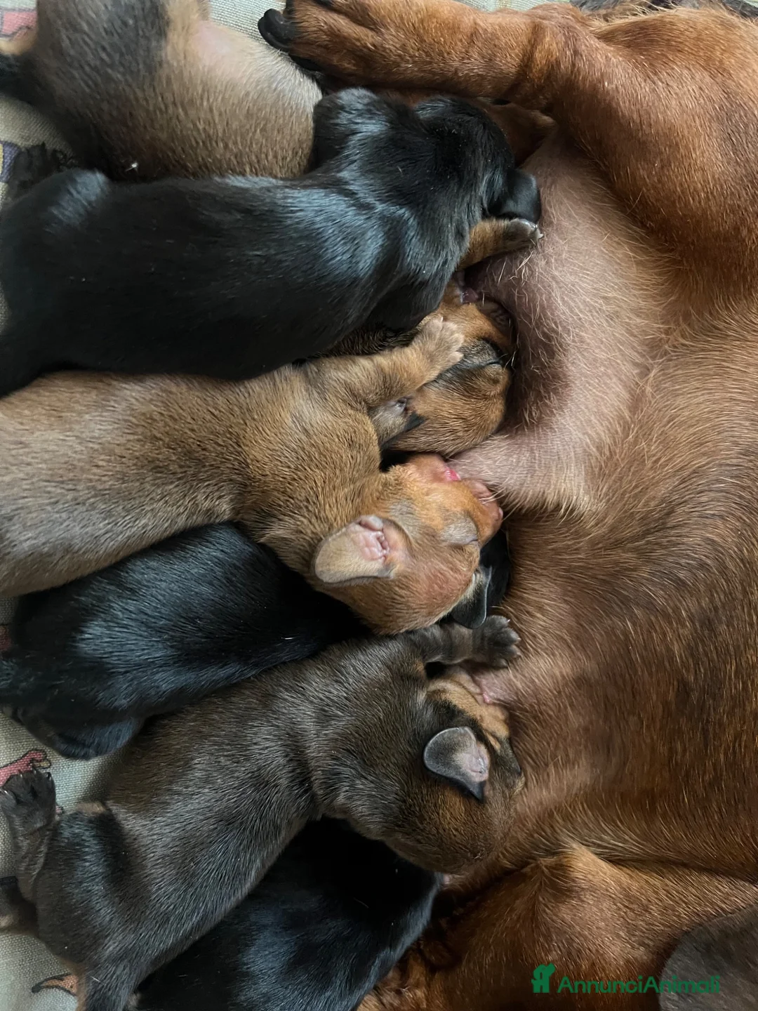 Bassotto cani in vendita: Cuccioli bassotti tedesco kaninchen e nano - Annuncio 1