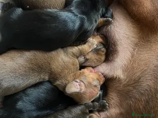 Bassotto cani Cuccioli bassotti tedesco kaninchen e nano - Annuncio 1