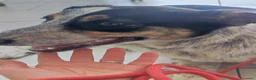 Meticcio cani in regalo: KIKI CERCA CASA - Annuncio 4