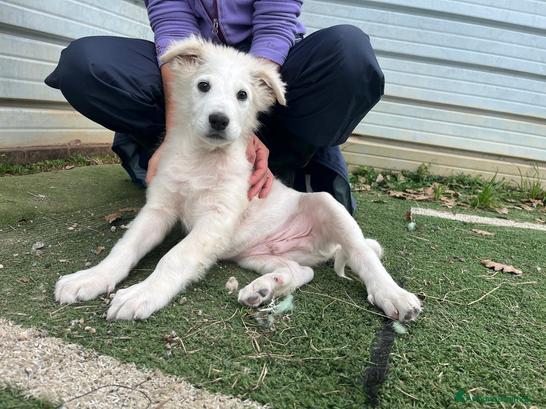 Pastore Maremmano cani in regalo: Vigorsol aspetta una famiglia - Annuncio 3