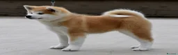 Akita Inu cani in vendita: Cucciolo Akita inu (Top Selection) a Città metropolitana di Roma Capitale - Annuncio 36