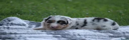 Australian Shepherd cani in vendita: Cucciolini di Australian Shepherd a Provincia di Forlì-Cesena - Annuncio 8