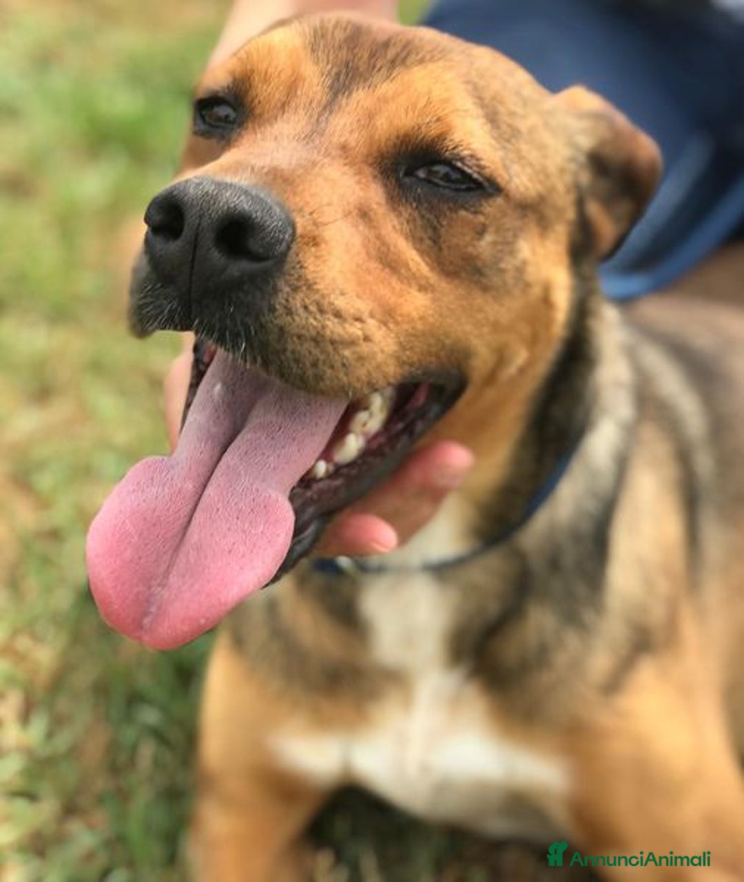 Meticcio cani in regalo: Mango, il cagnolino che si mette in posa - Annuncio 4