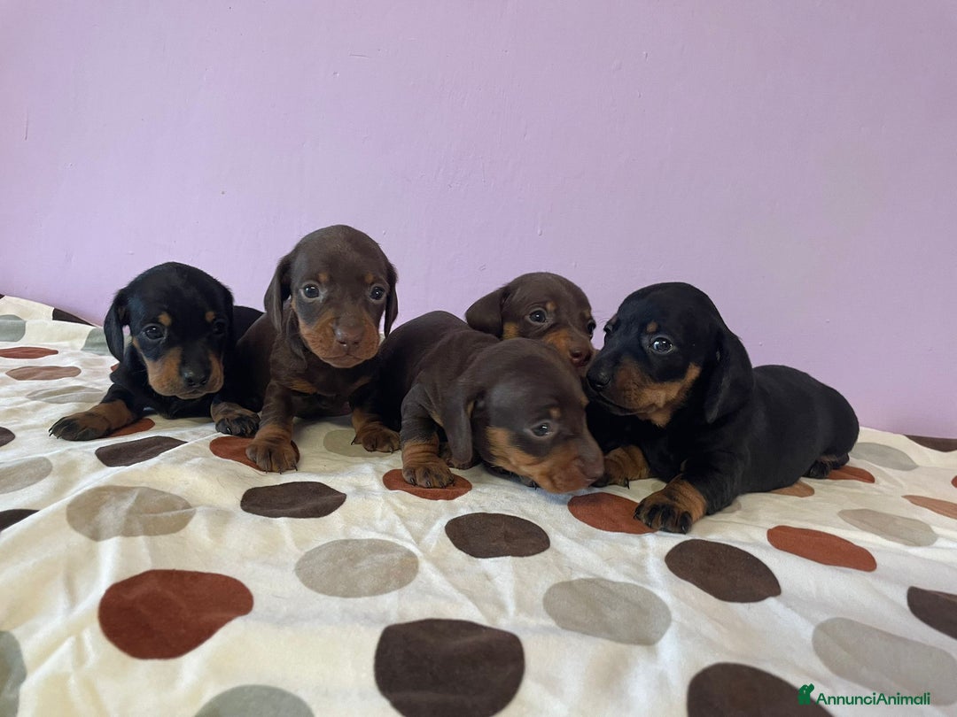 Bassotto cani in vendita: Bassotti Kaninchen con pedigree Enci a Provincia di Cuneo - Immagine 5