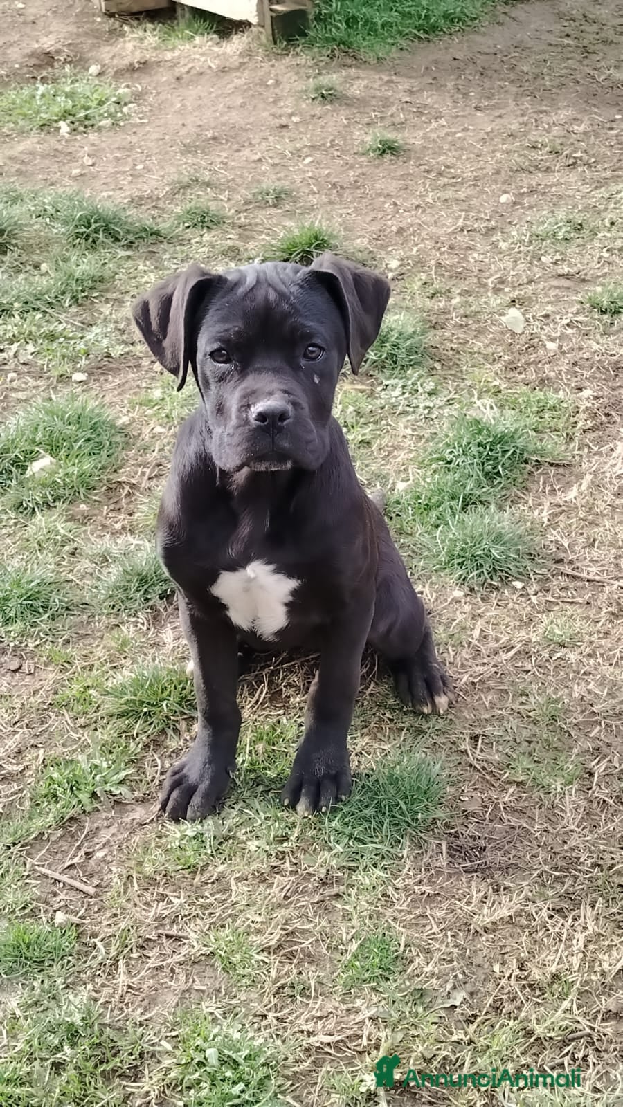 Cane Corso cani Cucciole di Cane Corso Pedigree - Annuncio 2