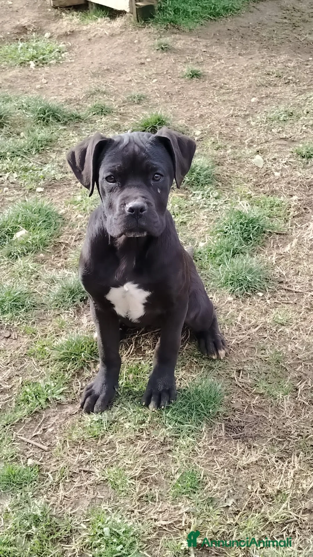 Cane Corso cani in vendita: Cucciole di Cane Corso Pedigree - Annuncio 2