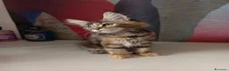 Maine Coon gatti in vendita: Cucciola Maine Coon  - Annuncio 4