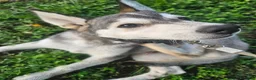 Husky cani in vendita: Husky maschio - Annuncio 4