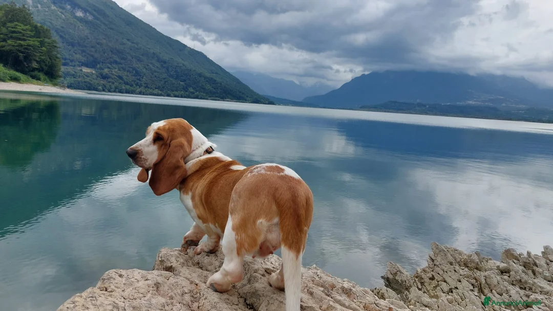 Bassethound cani per accoppiamento: Bassethound femmina disponibile per accoppiamento  a Città Metropolitana di Venezia - Annuncio 1