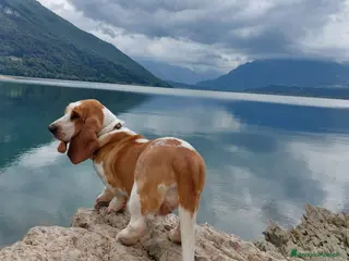 Bassethound cani Bassethound femmina disponibile per accoppiamento a Città Metropolitana di Venezia - Annuncio 2