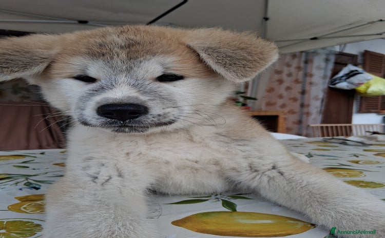 Akita Inu cani - Annuncio 10