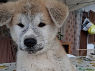 Akita Inu cani Akita Inu - Annuncio 11