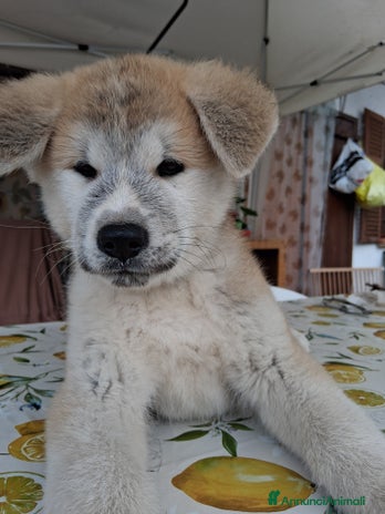 Akita Inu cani - Annuncio 9