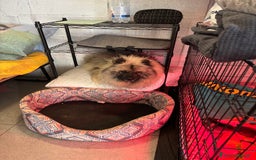 Wolfspitz cani in vendita: Cuccioli Wolfspitz/Keeshond a Provincia di Como - Immagine 9